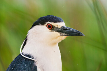 Kwak, Black-crowned Night Heron, Nycticorax nycticorax