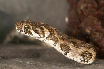 Viperine water snake (Natrix maura) underwater, Italy.