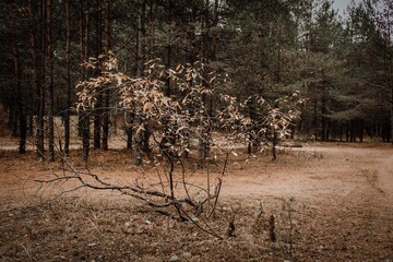 lonely tree in the forest
