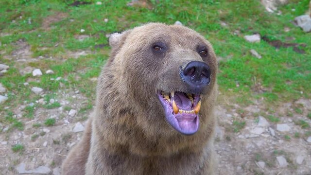 The bear prepares to attack shows its Jaw with teeth and is ready to attack. slow motion