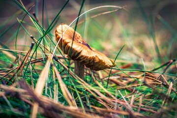 mushroom in grass