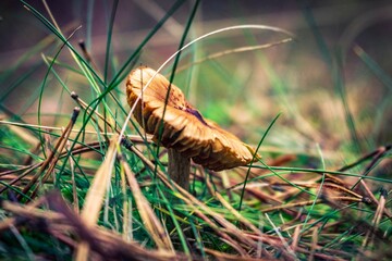 mushroom in grass
