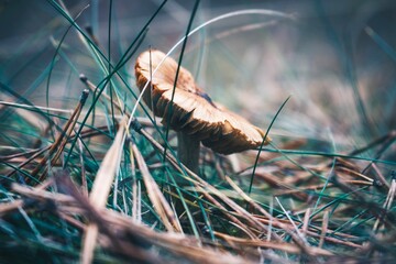 mushroom in grass
