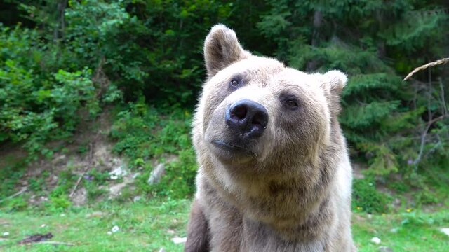 The bear prepares to attack shows its Jaw with teeth and is ready to attack. slow motion