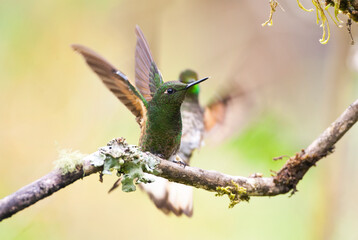 Bruinstaart-hoornkolibrie, Buff-tailed Coronet, Boissonneaua flavescens