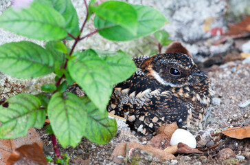 Vleugelbandnachtzwaluw, Band-winged Nightjar, Systellura longirostris