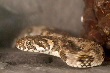 Viperine water snake (Natrix maura) underwater, Italy.