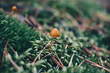 mushroom