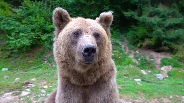 The bear turns its head and looks into the camera in the wild forest. slow motion