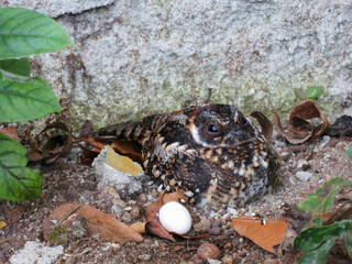 Vleugelbandnachtzwaluw, Band-winged Nightjar, Systellura longirostris