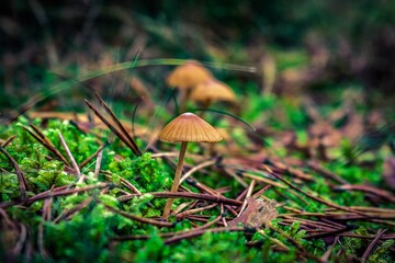 mushrooms in the forest