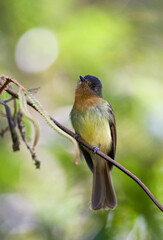 Roodborstleptopogon, Rufous-breasted Flycatcher, Leptopogon rufipectus