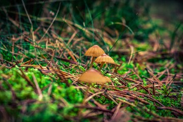 mushrooms in the grass