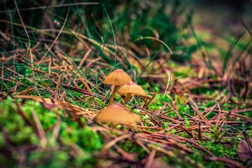 mushrooms in the forest