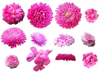 Clipart pink chrysanthemumand rosehip flowers on the white background