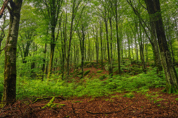 Beautiful green beech forest in the south end of Sweden