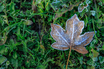 Frosty maple leaf on green grass