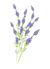 Wunderbares zartes Lavendel Sträußchen
