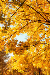 Landscape with yellow autumn trees background