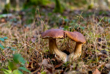 Steinpilze Boletus edulis Speisepilz Paar verwachsen zusammenwachsen Kappen Lamellen Stiel Wald Unterholz Lichtung Gras Herbst Jahreszeit Delikatesse Küche kulinarik Waldpilz Baum Symbiose Paar Frucht