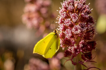 Close up of a Brimstone butterfly on a pink flower