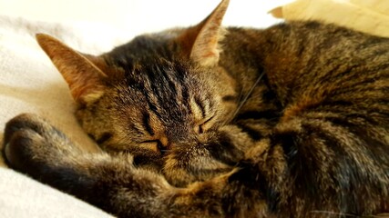 La sieste du chat © Margo