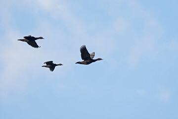 Muskuseend, Muscovy duck, Cairina moschata
