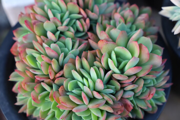 Beautifully colored Echeveria  in pots.