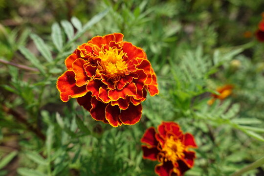 Macro of red flower head of Tagetes patula in mid July