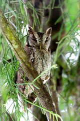 Cholibaschreeuwuil, Tropical Screech-Owl, Megascops choliba