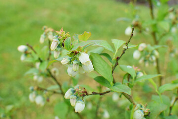 Blueberry plant blossom has blooming on green background. Bush growing in garden. 
