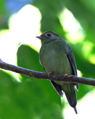 Blue Manakin, Chiroxiphia caudata