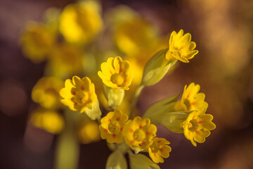Close up of yellow cowslip flowers in sunlight