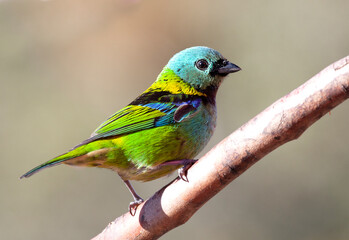 Green-headed Tanager, Tangara seledon