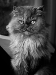 Naklejka na ściany i meble Young persian cat looking at camera. Black and white portrait. 