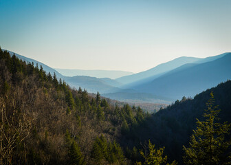alpine forest with mountain landscape