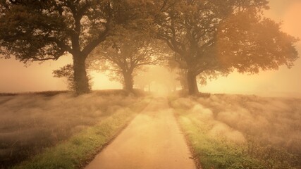 Fototapeta na wymiar Enchanted country road in the first light of morning with foggy misty dew weather
