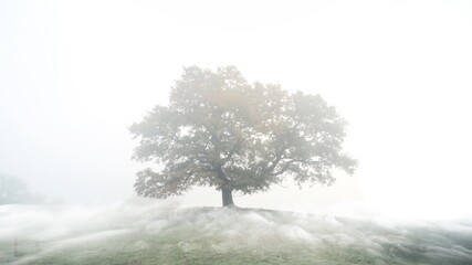 A mystic lonely tree standing on a hillside with rolling fog 