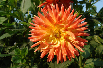 A close up of dahlia of the 'Gudoshnik' variety in the garden. Fully double orange dahlia with darker orangered tips and a yellow centre