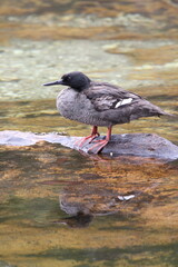 Braziliaanse Zaagbek, Brazilian Merganser, Mergus octosetaceus