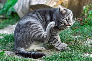 Cute gray cat scratches his paw behind his ear in yard on a sunny day. Fleas and ticks in pets.