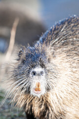 A Beaver By The River In Prague, Czech Republic