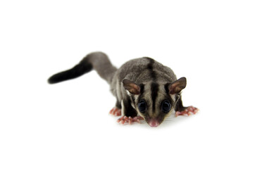 Sugar possum on white background
