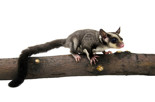 รูปภาพBreviceps เลือกดูภาพถ่ายสต็อก เวกเตอร์ และวิดีโอ1,318 Adobe Stock