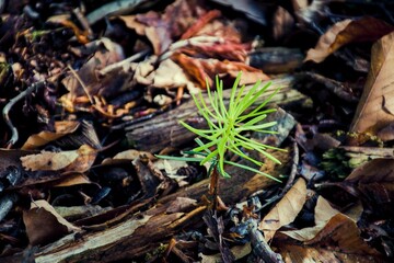 young tree in the forest