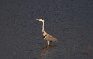 Great blue heron (Ardea herodias)fishing in a Swamp.A large wading bird in the heron family Ardeidae,can see Bird migration is the regular seasonal movement in Europea.Lake Vico Natural Reserve,Italy.