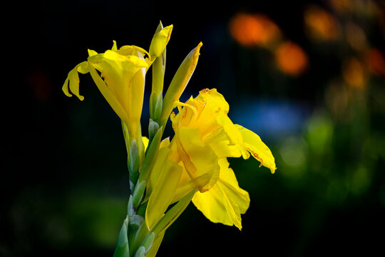 beautiful yellow flower, Canna flaccida is a species of the genus Canna, a member of the family Cannaceae. © ACHILLEFS