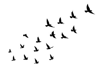 Obraz na płótnie Canvas Flying birds silhouettes on isolated background. Vector illustration. isolated bird flying. tattoo and wallpaper background design.