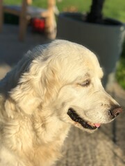 golden retriever portrait