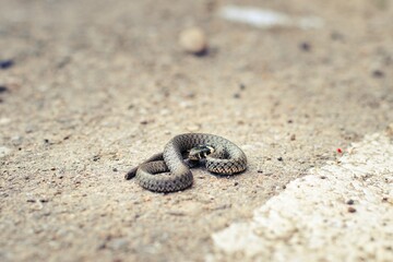 snake on the street